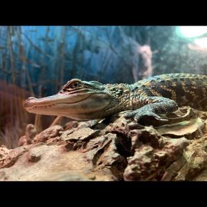 Meet your Posher, Kylee